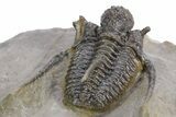Spiny Cyphaspis Trilobite - Ofaten, Morocco #359169-5